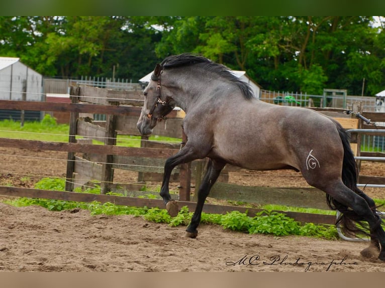 PRE Gelding 3 years 15,2 hh Gray in Brandis