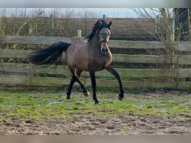 PRE Gelding 3 years 15,2 hh Gray in Brandis