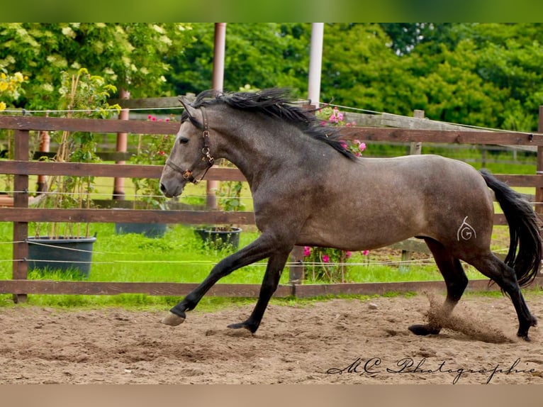 PRE Gelding 3 years 15,2 hh Gray in Brandis