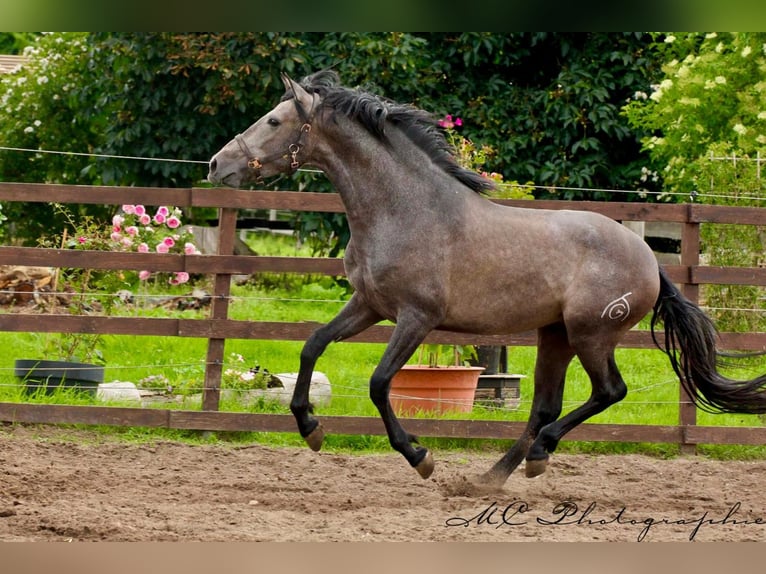 PRE Gelding 3 years 15,2 hh Gray in Brandis
