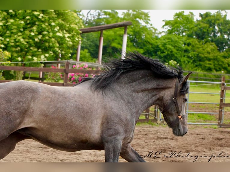 PRE Gelding 3 years 15,2 hh Gray in Brandis