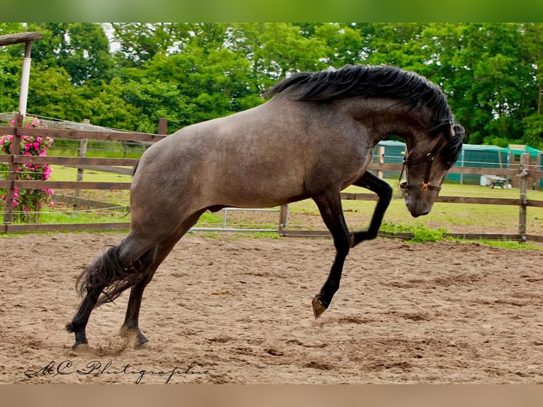 PRE Gelding 3 years 15,2 hh Gray in Brandis