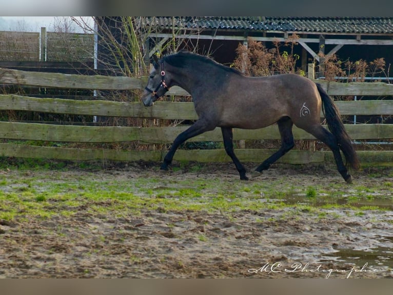 PRE Gelding 3 years 15,2 hh Gray in Brandis