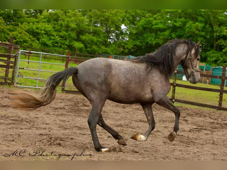 PRE Gelding 3 years 15,2 hh Gray in /Polenz