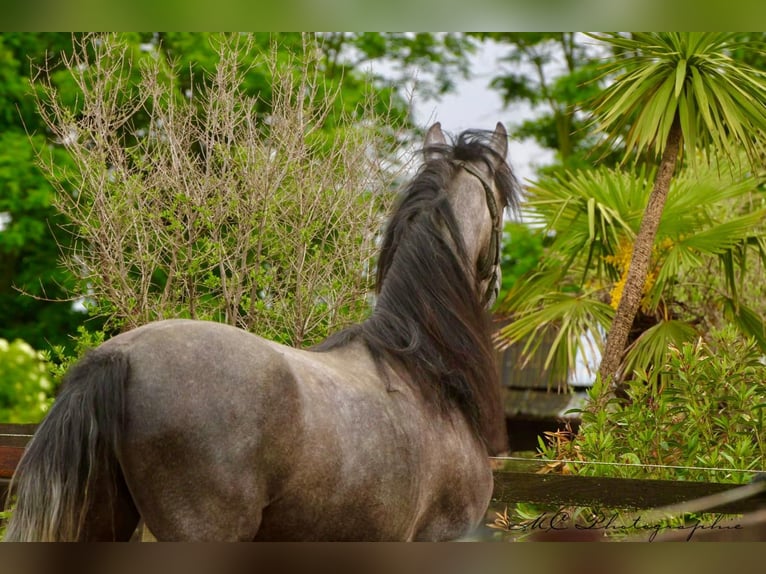 PRE Gelding 3 years 15,2 hh Gray in /Polenz