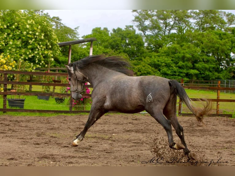 PRE Gelding 3 years 15,2 hh Gray in /Polenz