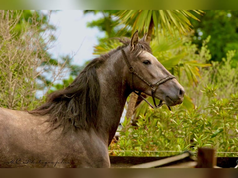 PRE Gelding 3 years 15,2 hh Gray in /Polenz