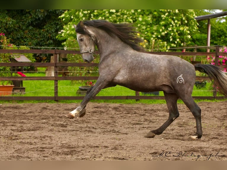 PRE Gelding 3 years 15,2 hh Gray in /Polenz