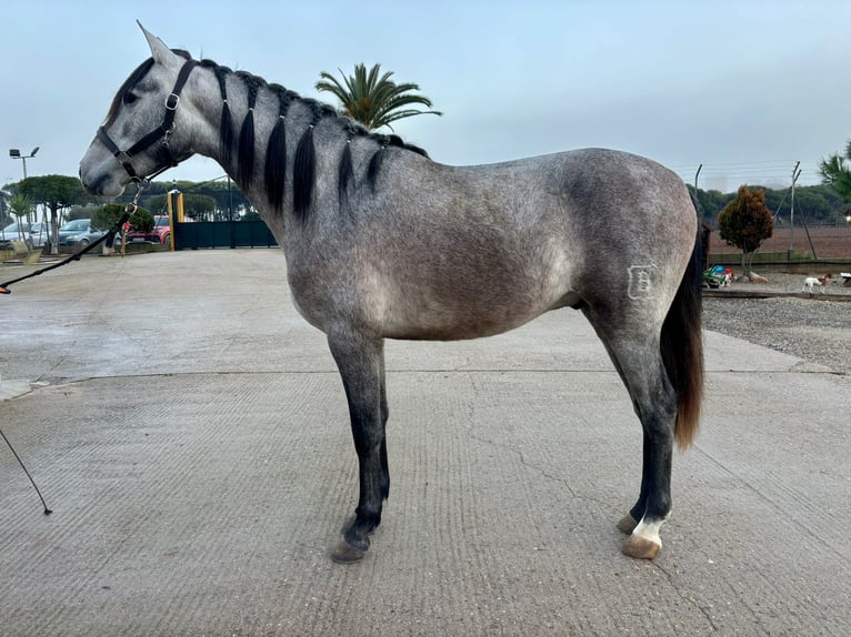 PRE Mix Gelding 3 years 15,2 hh Grey-Dapple in Hamburg