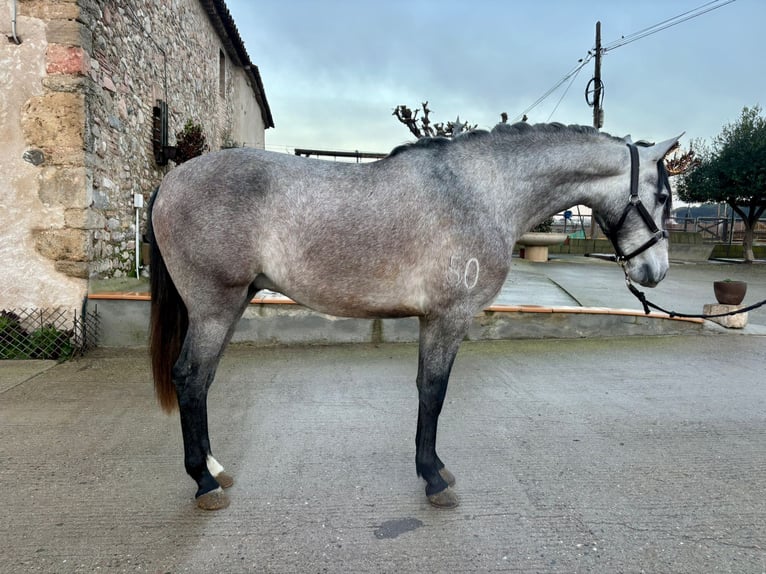 PRE Mix Gelding 3 years 15,2 hh Grey-Dapple in Hamburg