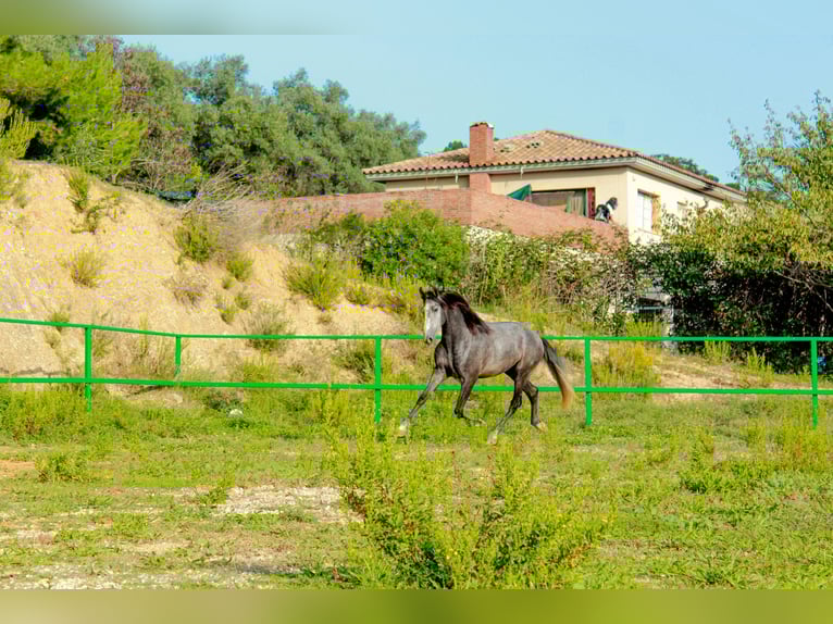 PRE Mix Gelding 3 years 15,2 hh Grey in Terrassa