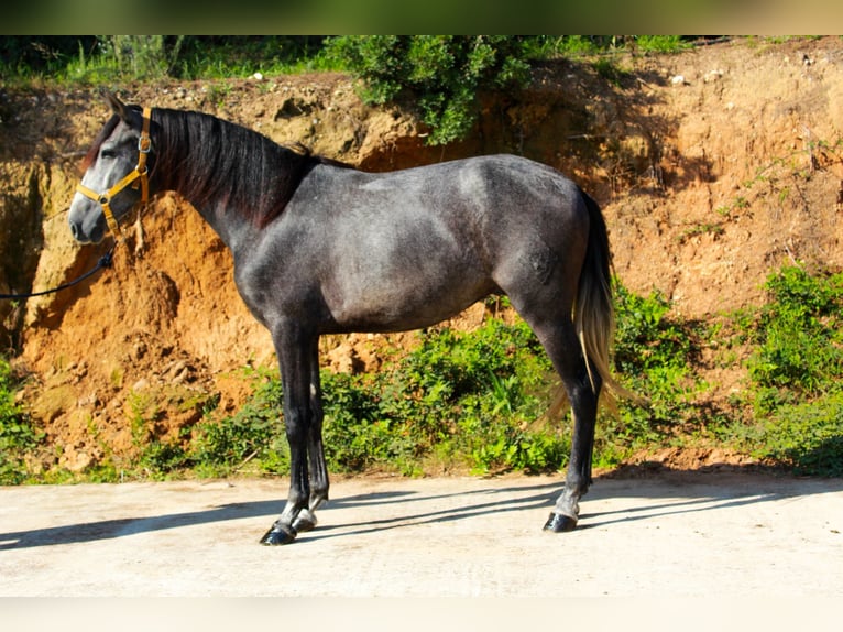 PRE Mix Gelding 3 years 15,2 hh Grey in Terrassa