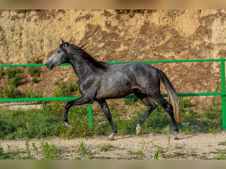 PRE Mix Gelding 3 years 15,2 hh Grey in Terrassa