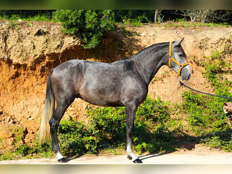 PRE Mix Gelding 3 years 15,2 hh Grey in Terrassa