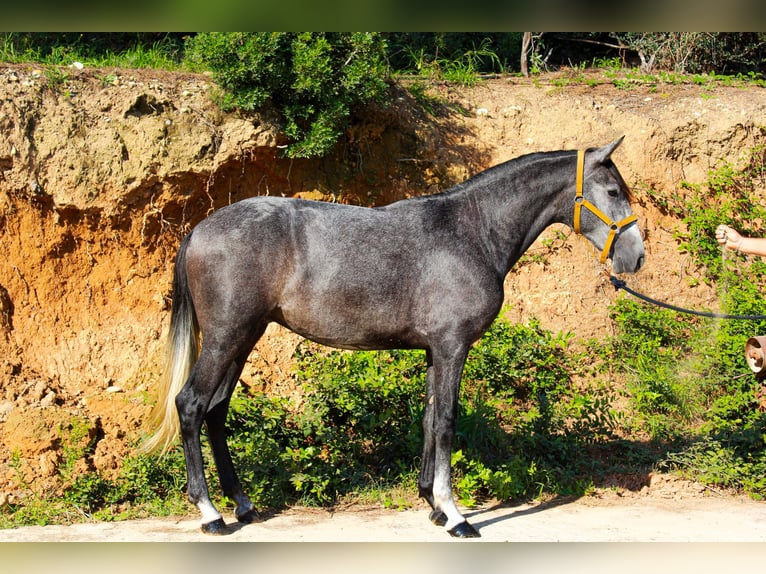 PRE Mix Gelding 3 years 15,2 hh Grey in Terrassa
