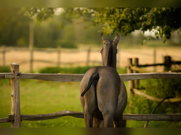 PRE Gelding 3 years 15,2 hh Grey in Alveringem