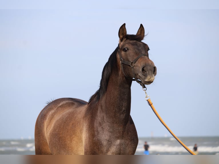 PRE Gelding 3 years 15,2 hh Grey in Alveringem