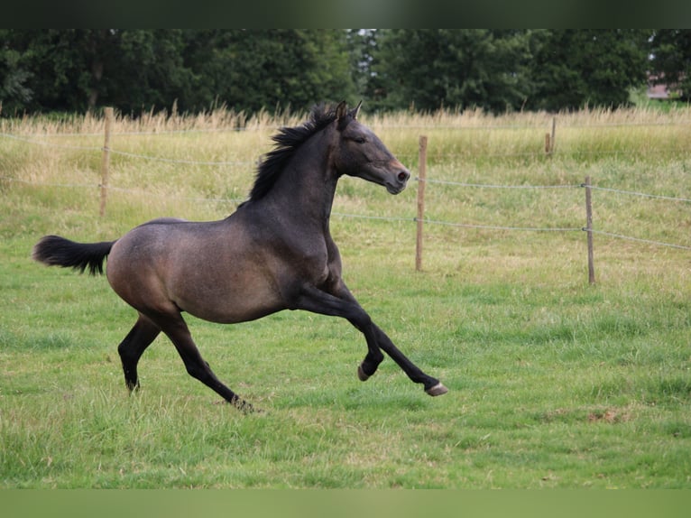 PRE Gelding 3 years 15,2 hh Grey in Alveringem