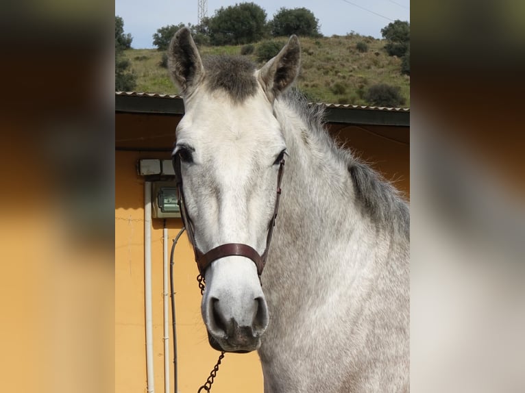 PRE Gelding 3 years 15,2 hh Grey in Coín, Málaga