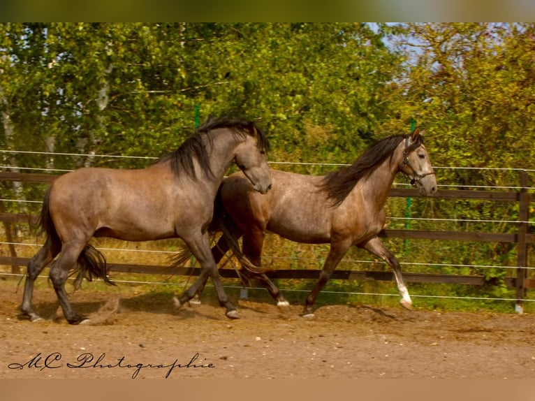 PRE Gelding 3 years 15,2 hh Grey in Brandis