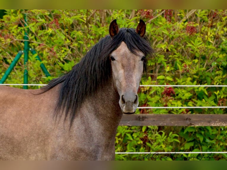 PRE Gelding 3 years 15,2 hh Grey in Brandis