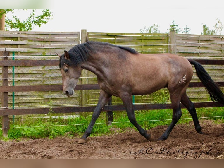 PRE Gelding 3 years 15,2 hh Grey in Brandis