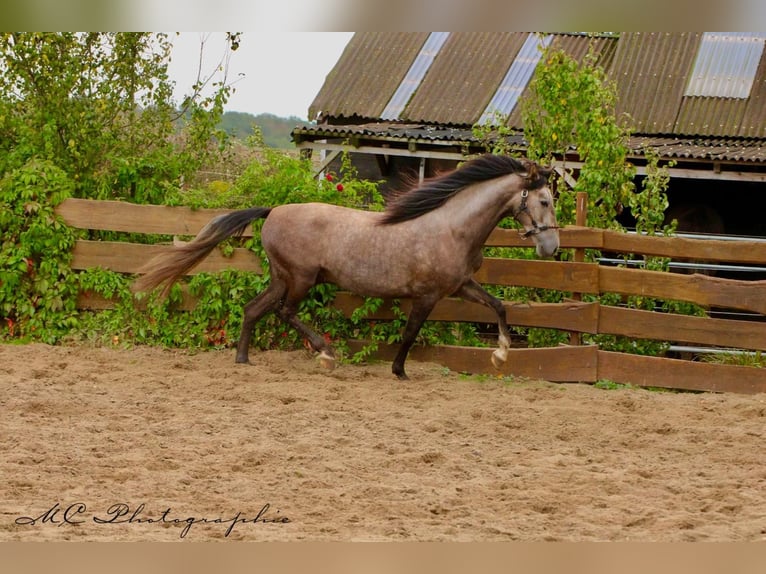 PRE Gelding 3 years 15,2 hh Grey in /Polenz
