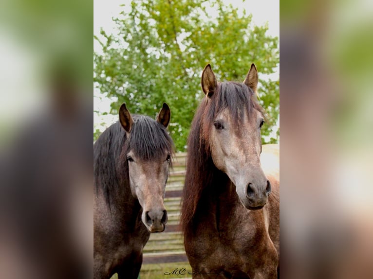 PRE Gelding 3 years 15,2 hh Grey in /Polenz