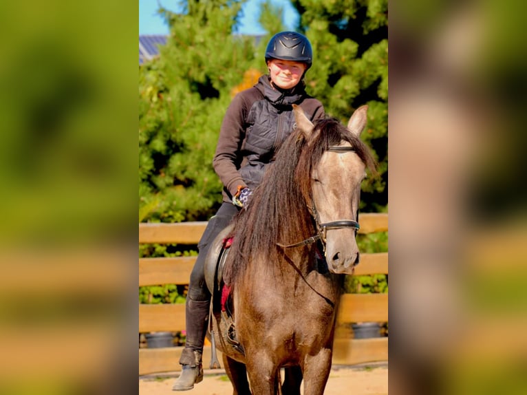 PRE Gelding 3 years 15,2 hh Grey in /Polenz