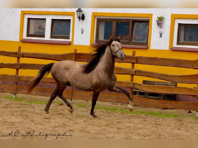 PRE Gelding 3 years 15,2 hh Grey in /Polenz