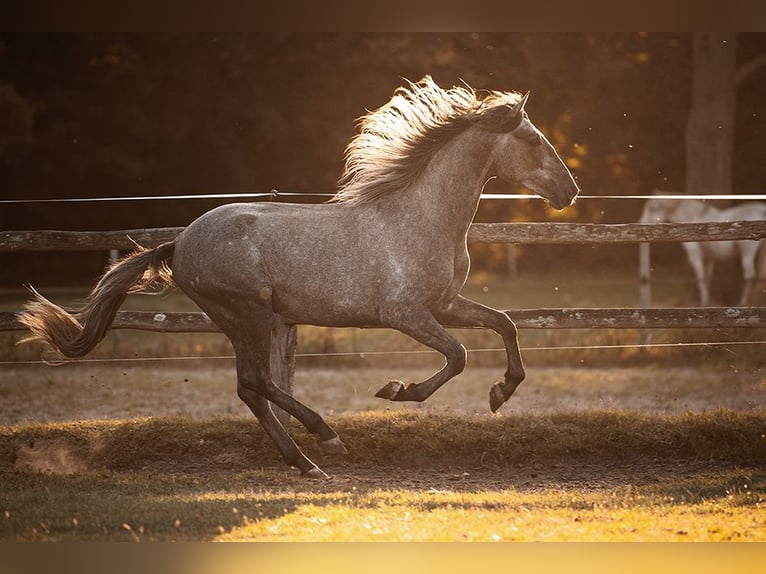 PRE Mix Gelding 3 years 15,2 hh Grey in Stipsdorf