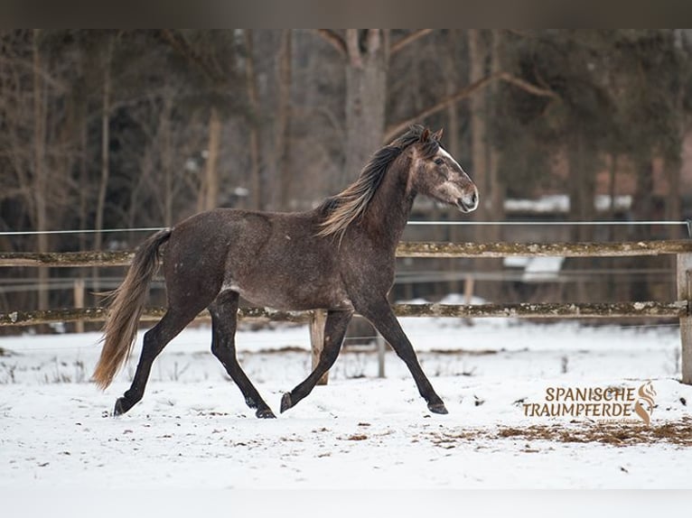 PRE Mix Gelding 3 years 15,2 hh Grey in Stipsdorf