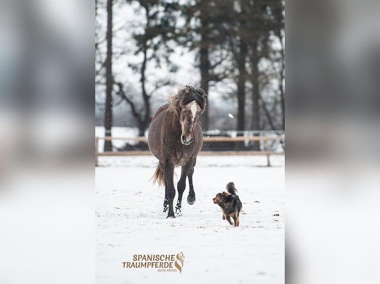 PRE Mix Gelding 3 years 15,2 hh Grey in Stipsdorf