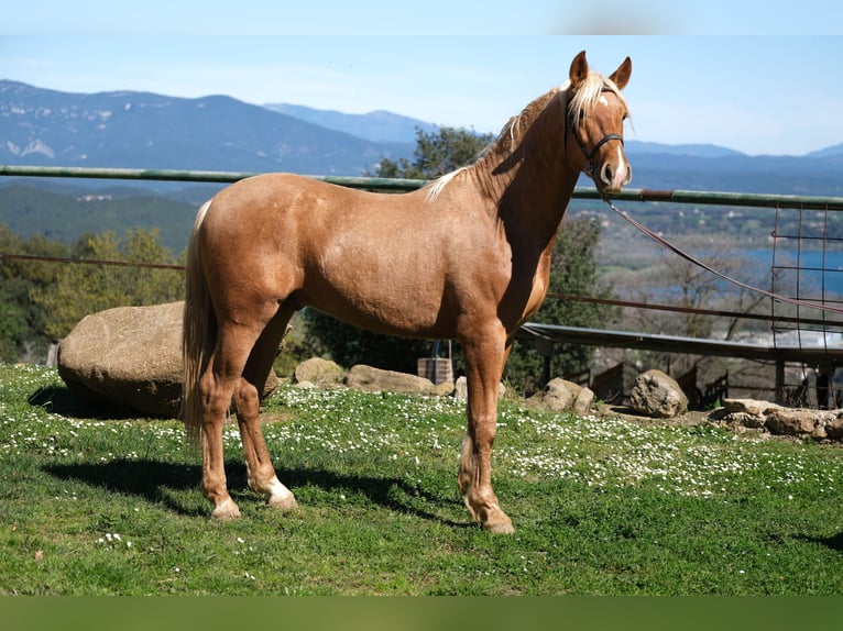 PRE Mix Gelding 3 years 15,2 hh Palomino in Hamburg