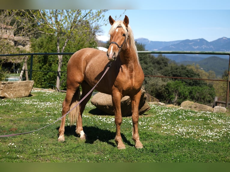 PRE Mix Gelding 3 years 15,2 hh Palomino in Hamburg