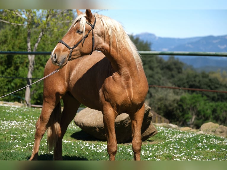 PRE Mix Gelding 3 years 15,2 hh Palomino in Hamburg