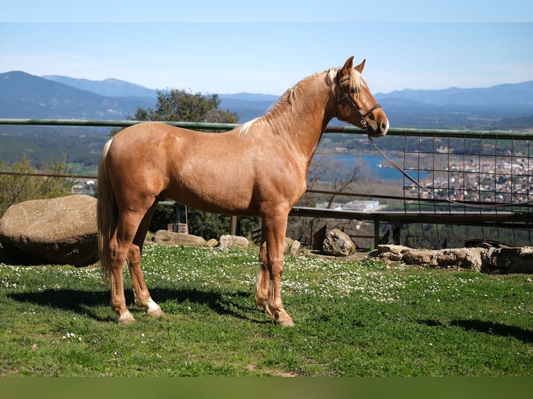 PRE Mix Gelding 3 years 15,2 hh Palomino in Hamburg