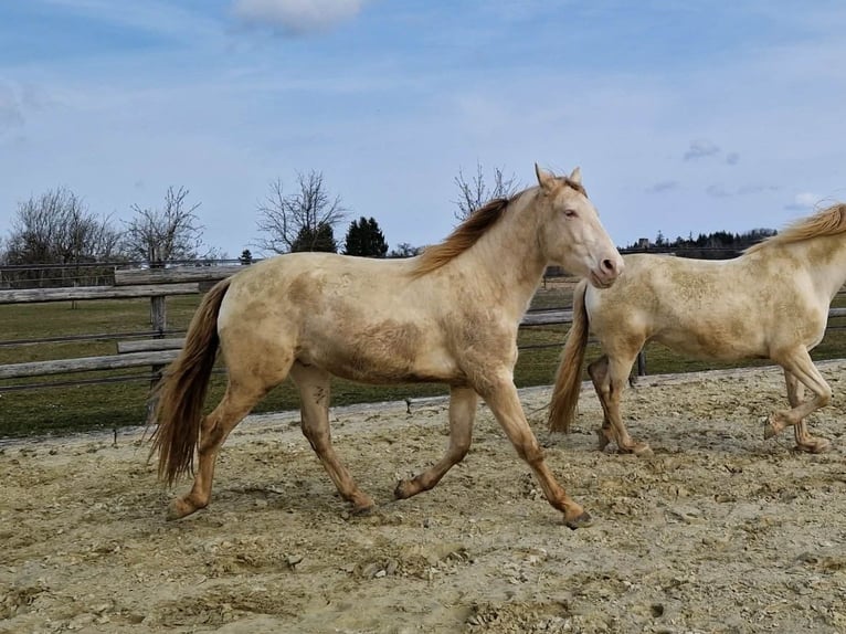 PRE Gelding 3 years 15,2 hh Perlino in Balingen