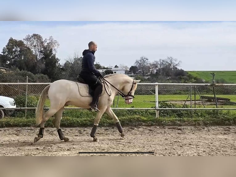 PRE Gelding 3 years 15,2 hh Perlino in Galaroza (Huelva)