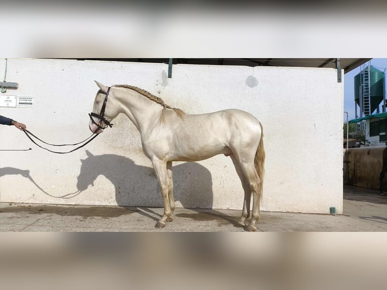 PRE Gelding 3 years 15,2 hh Perlino in Galaroza (Huelva)