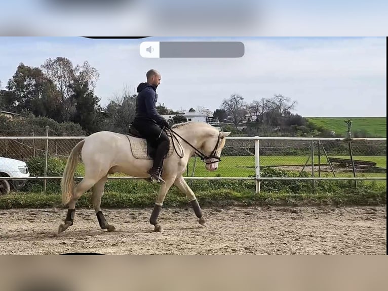 PRE Gelding 3 years 15,2 hh Perlino in Galaroza (Huelva)