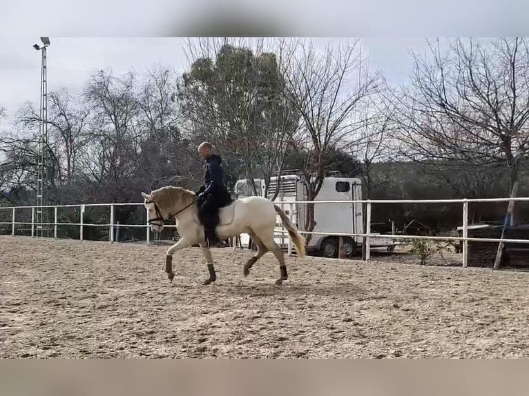 PRE Gelding 3 years 15,2 hh Perlino in Galaroza (Huelva)