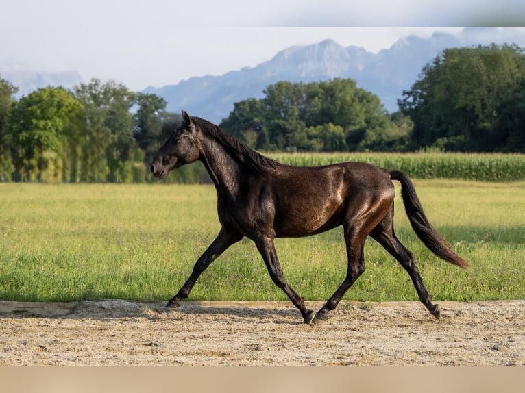 PRE Gelding 3 years 15,3 hh Black in Salzburg