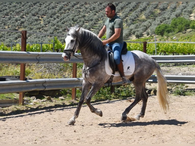 PRE Mix Gelding 3 years 15,3 hh Gray in Provinz  Cordoba