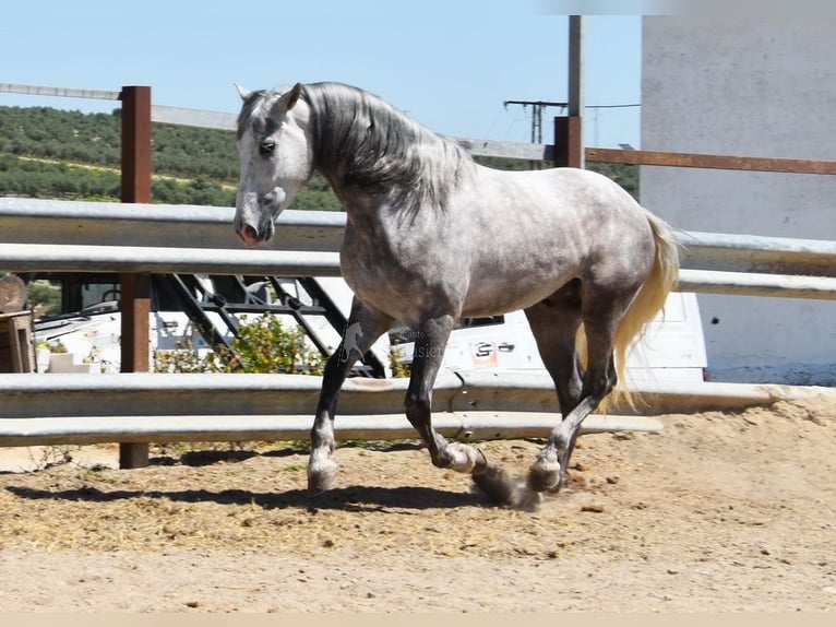 PRE Mix Gelding 3 years 15,3 hh Gray in Provinz  Cordoba