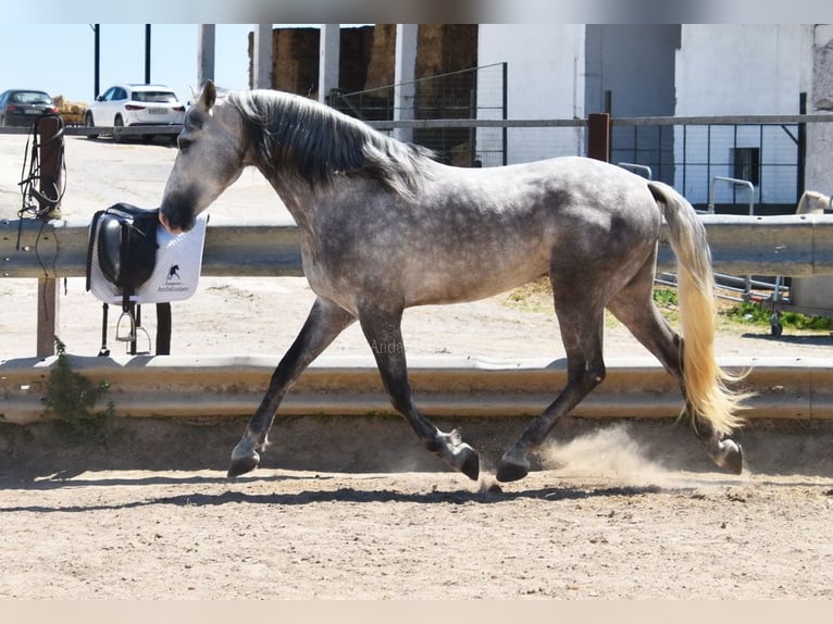 PRE Mix Gelding 3 years 15,3 hh Gray in Provinz  Cordoba