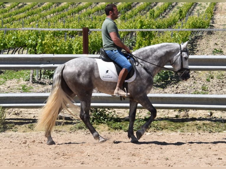 PRE Mix Gelding 3 years 15,3 hh Gray in Provinz  Cordoba