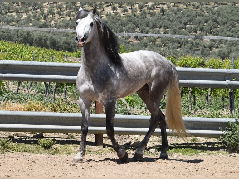 PRE Mix Gelding 3 years 15,3 hh Gray in Provinz  Cordoba