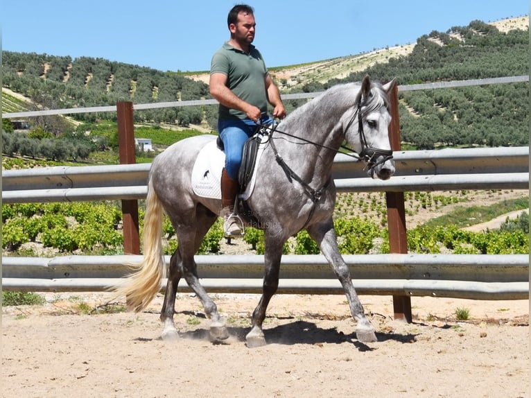 PRE Mix Gelding 3 years 15,3 hh Gray in Provinz  Cordoba