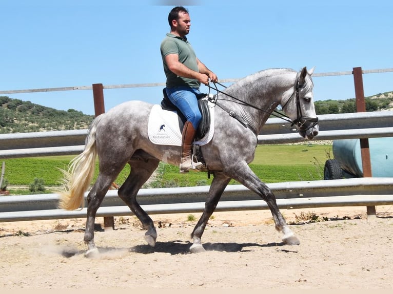 PRE Mix Gelding 3 years 15,3 hh Gray in Provinz  Cordoba